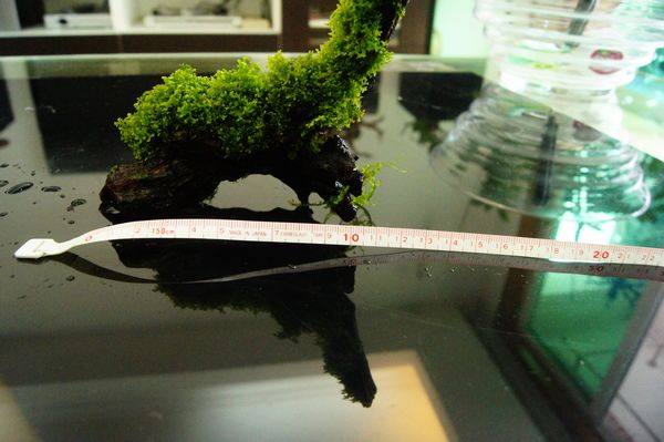 2011-9-794#CTA拍卖 沉木 珊瑚moss一个(9月