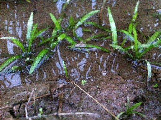 水草,都是野采的.