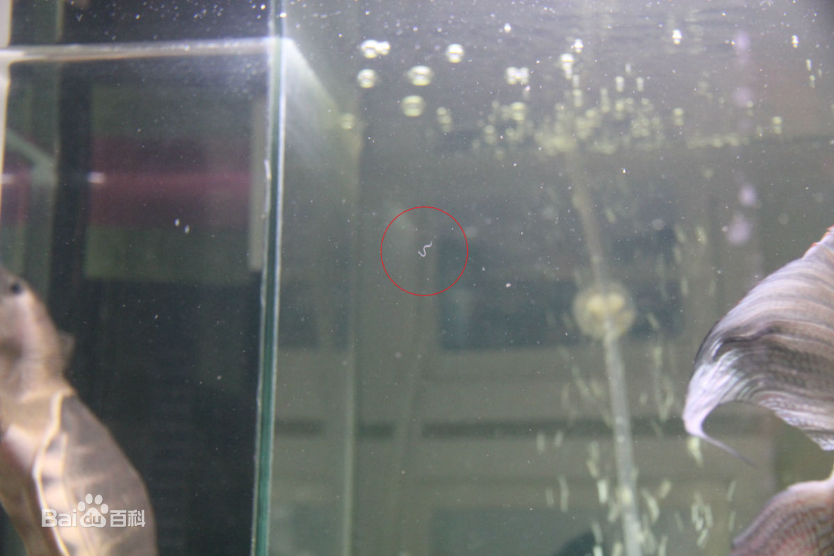 关于鱼缸里出现的白色线虫问题