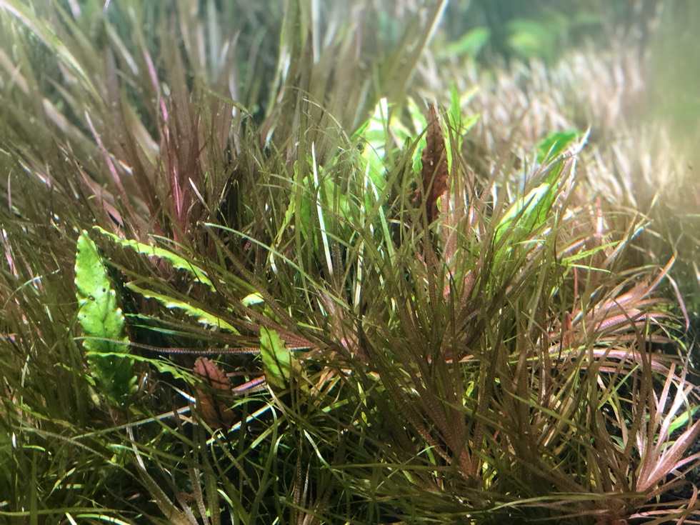 一缸红箦藻