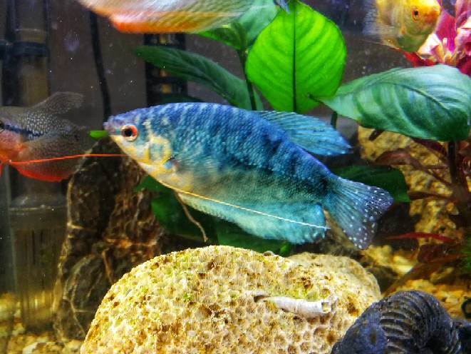 水族箱里最漂亮的四种鱼(蓝曼龙,红箭,珍珠马甲,五彩丽丽)