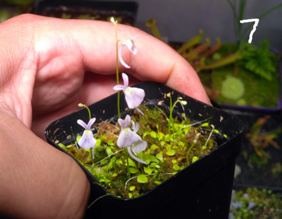 便宜出几盆食虫植物 眼镜蛇瓶子草 太阳瓶子草 白兔狸藻等