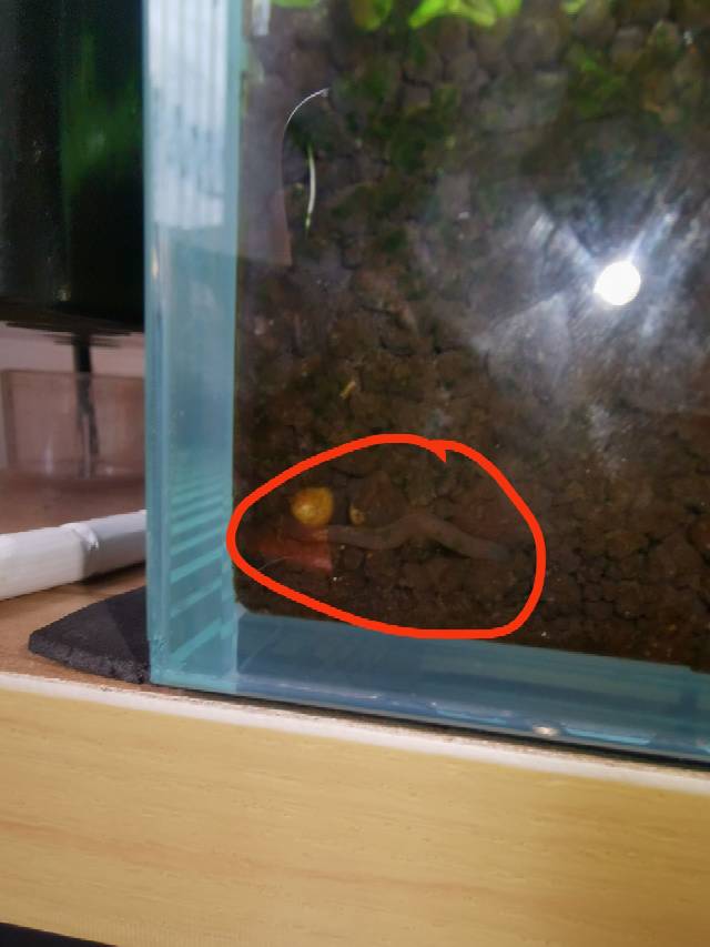 这是水蚯蚓吗?