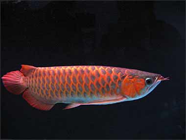 亚洲龙鱼(喜欢的亚洲龙) - 金龙战甲 - cta南美水族