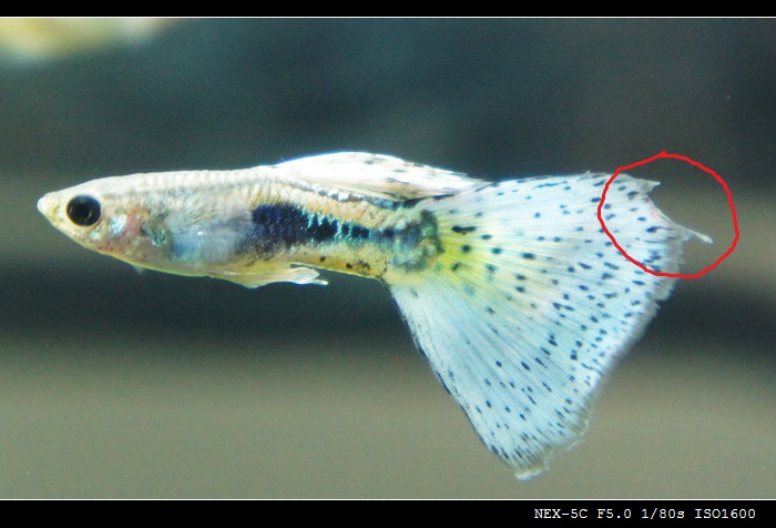 孔雀鱼烂尾早期图片图片