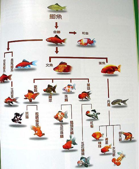 中国金鱼系统图
