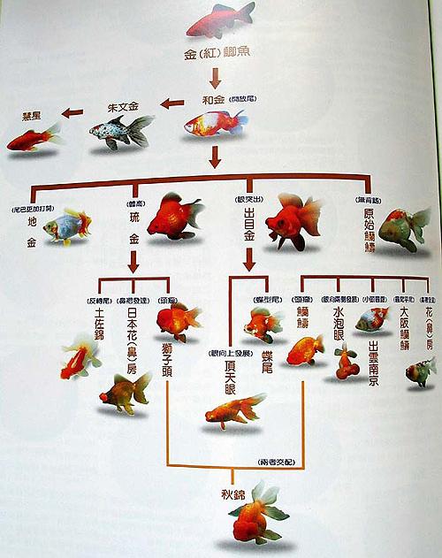 日本金鱼系统图
