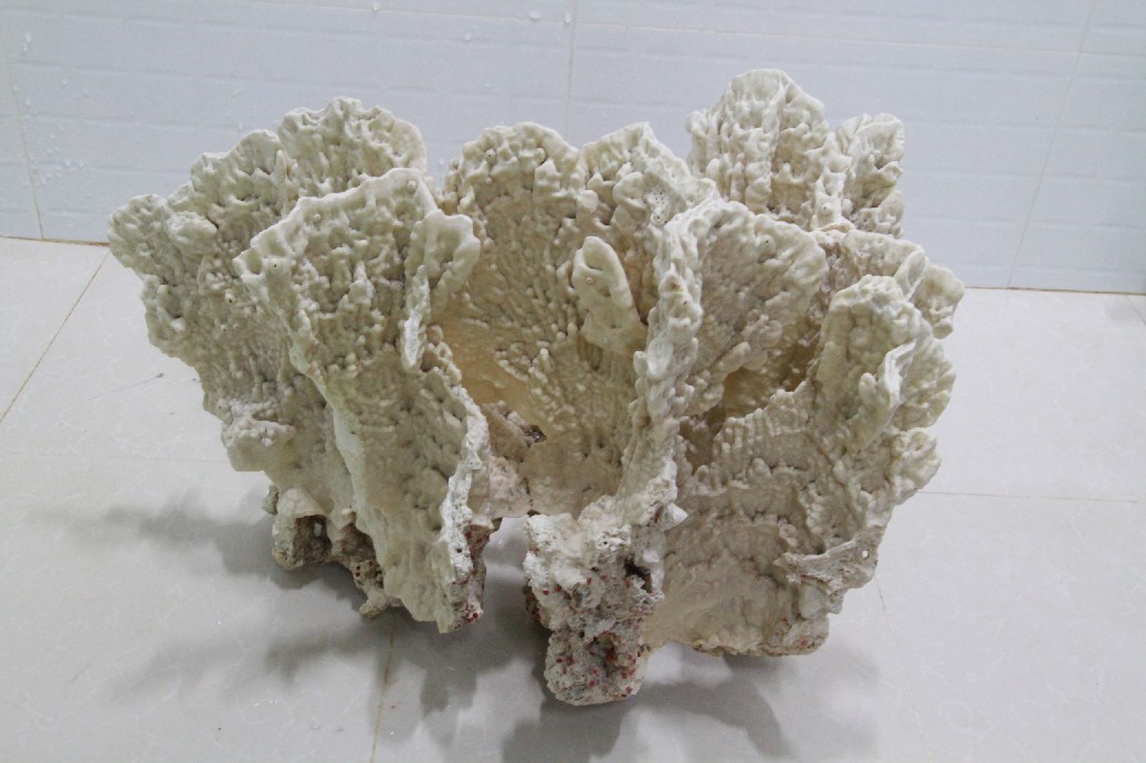 降价100块出一块大珊瑚骨整体尺寸453530