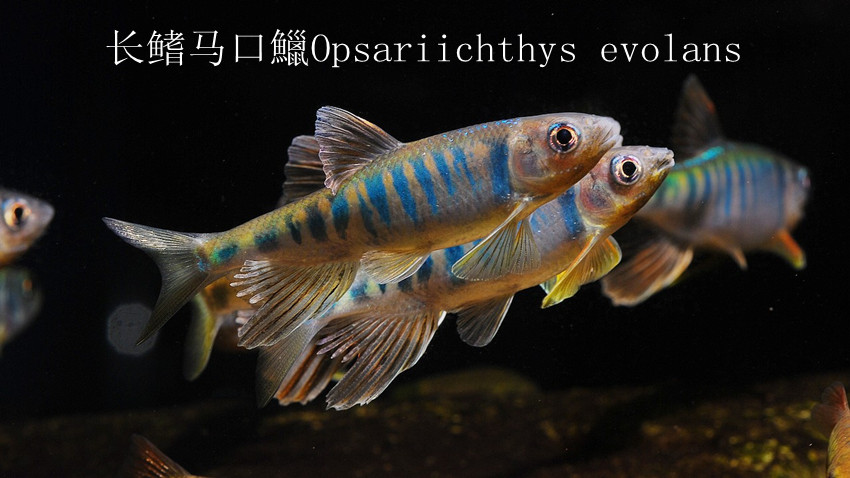 长鳍马口鱲opsariichthys evolans