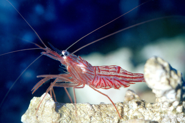 海里虾的种类图片图片