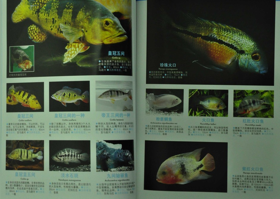 慈鲷鱼区分公母图片图片
