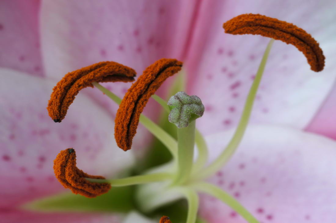 百合花的花芯