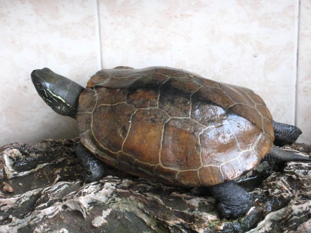 山龟品种图片