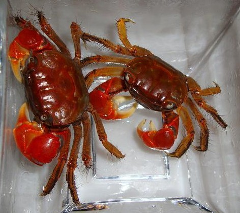 红螯相手蟹区分公母图片