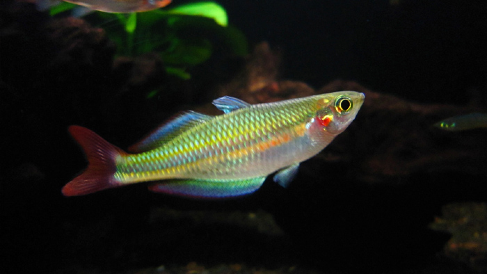 介绍种比较少见的澳洲彩虹鱼
