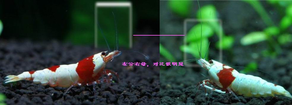 水晶虾的公母之分有区分对比图