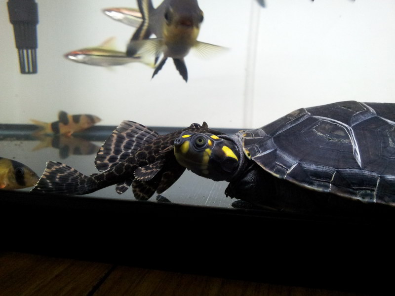 2012年12月7日黄头龟与鱼相爱,只是一场意外!