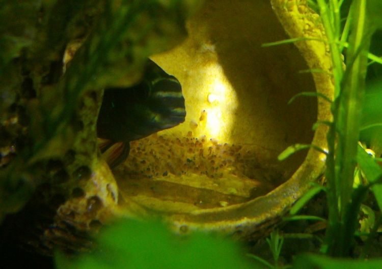 红肚凤凰鱼产卵前兆图片