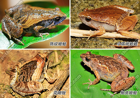 蛙类品种大全图片图片