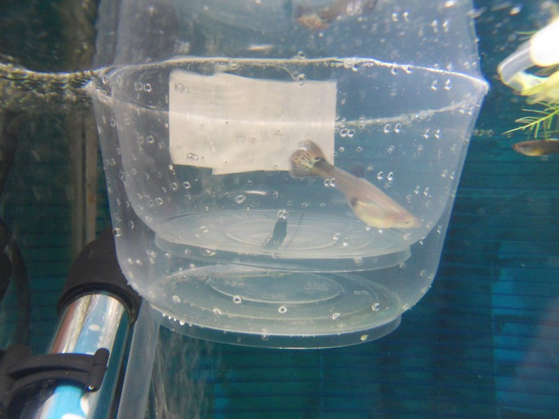 自制小鱼孵化盒图片