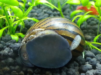 马来螺幼体图片