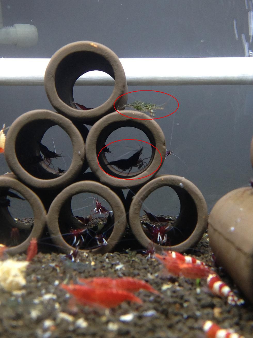 亲测可行性关于苏虾与水晶虾混养繁殖