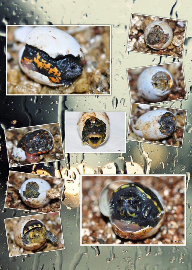 今年出壳的9个品种蛋龟