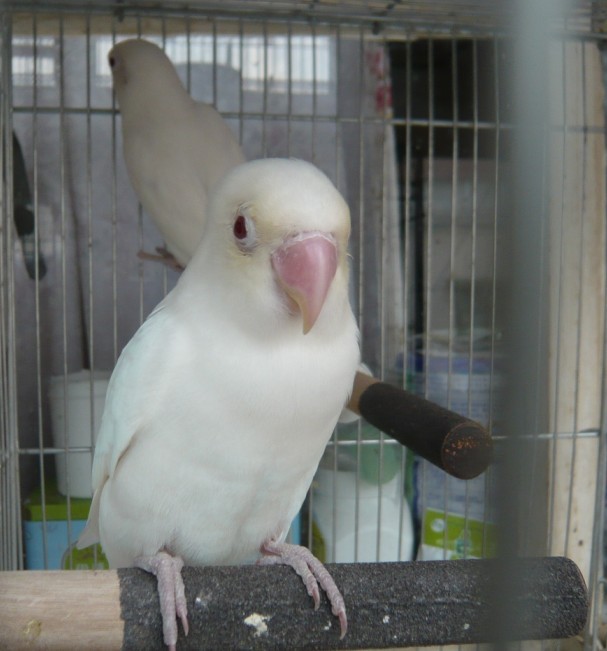白玉鸟品种图片