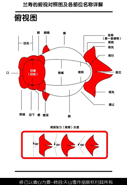 小金鱼公母区分图解图片