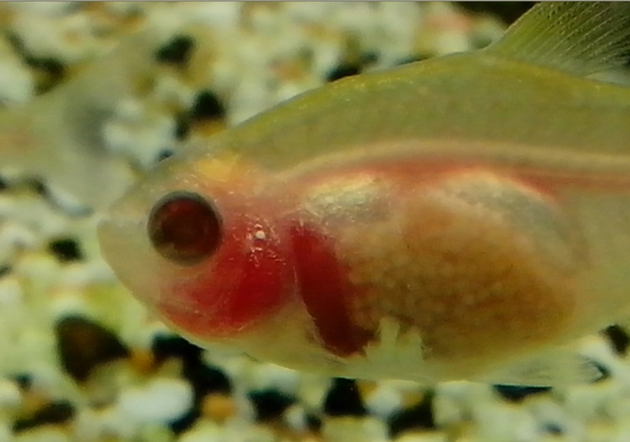 红金鱼怀孕特征图片图片