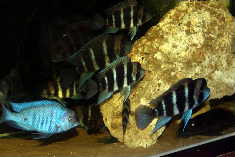 布隆迪六间鱼造景图片