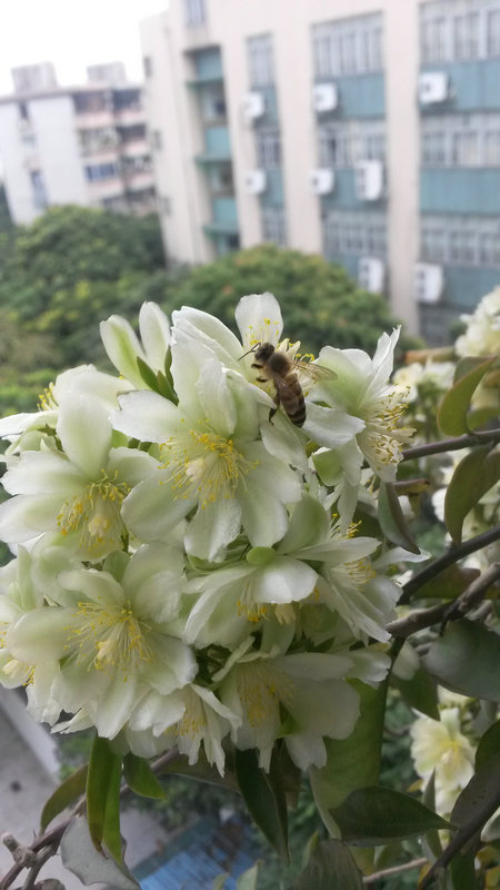 花期很短的叶仙花