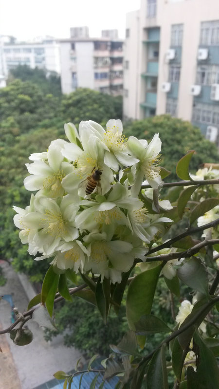 花期很短的叶仙花