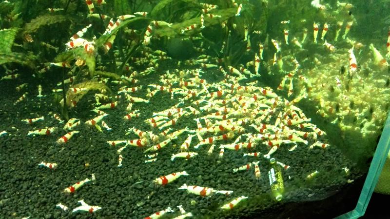 水晶虾爆缸求收养