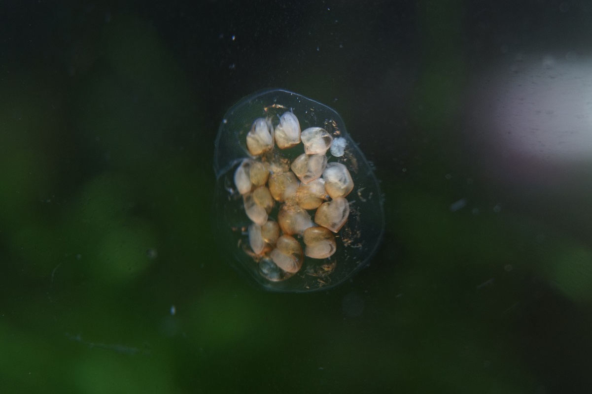发几张鱼缸里的小生物鱼虾螺螺卵照片