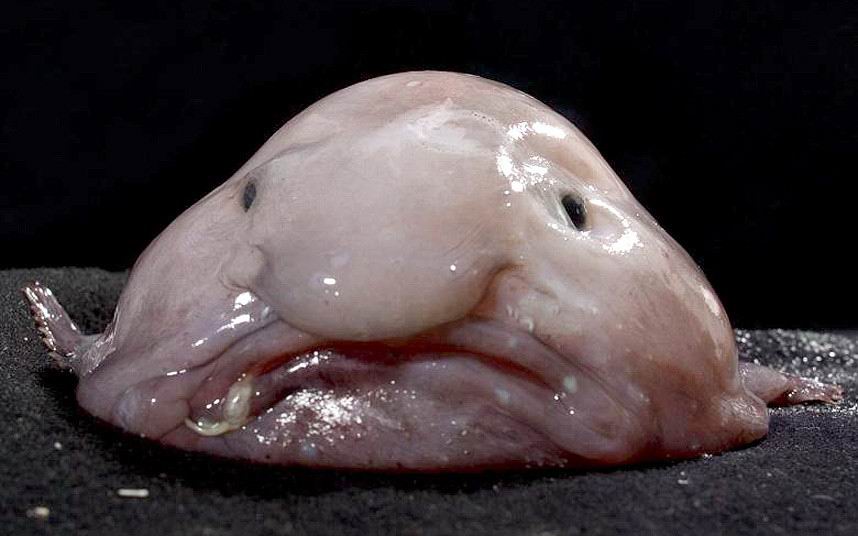 世界上最丑的鱼:皱纹鲨水滴鱼丑到没朋友