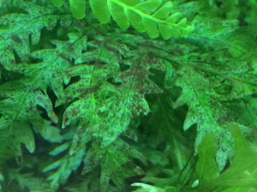 黑木蕨叶子透明图片