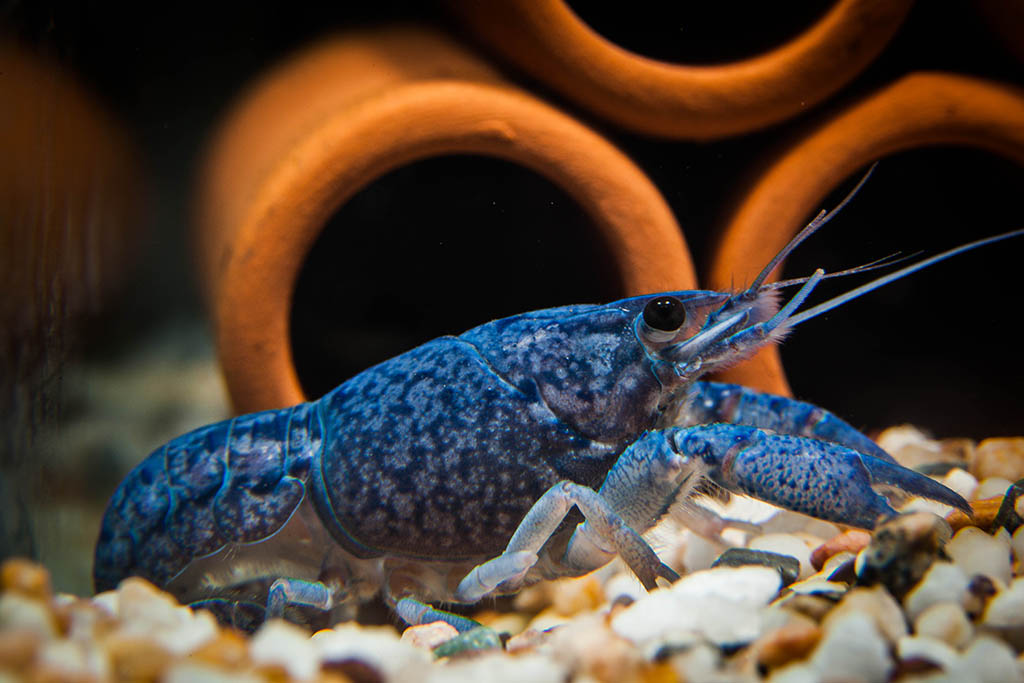 蓝螯虾寿命图片