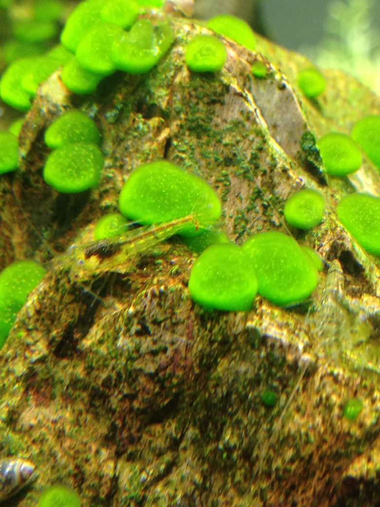小椿藻图片