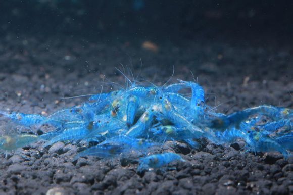 是米虾类还是水晶虾类基因稳定吗,我想在虾缸里弄点蓝色点缀