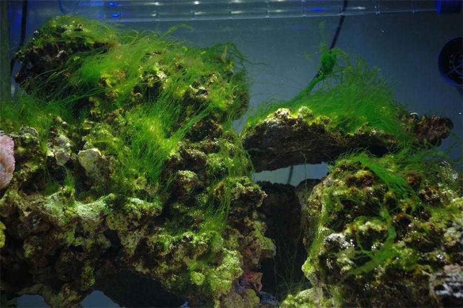 水族箱常见藻类及防治办法补遗(补充藻类图片)