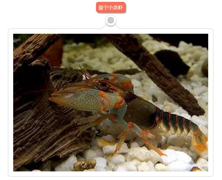 鳌虾繁殖教程图片