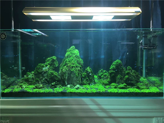 自制山水鱼缸盆景图片图片