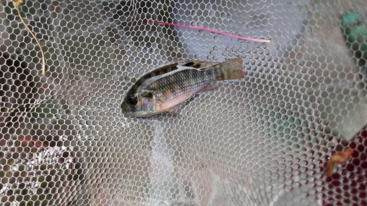 福州野采生命力极强的小鱼求辨认