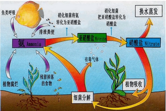 土壤氮循环示意图图片