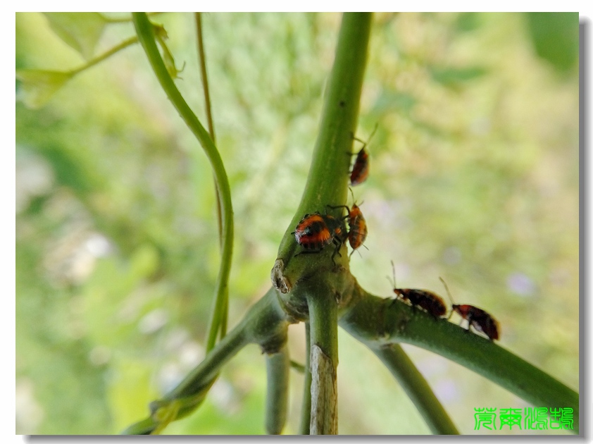麻皮蝽幼虫图片