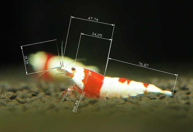 关于水晶虾公母的区分拍了几张照片