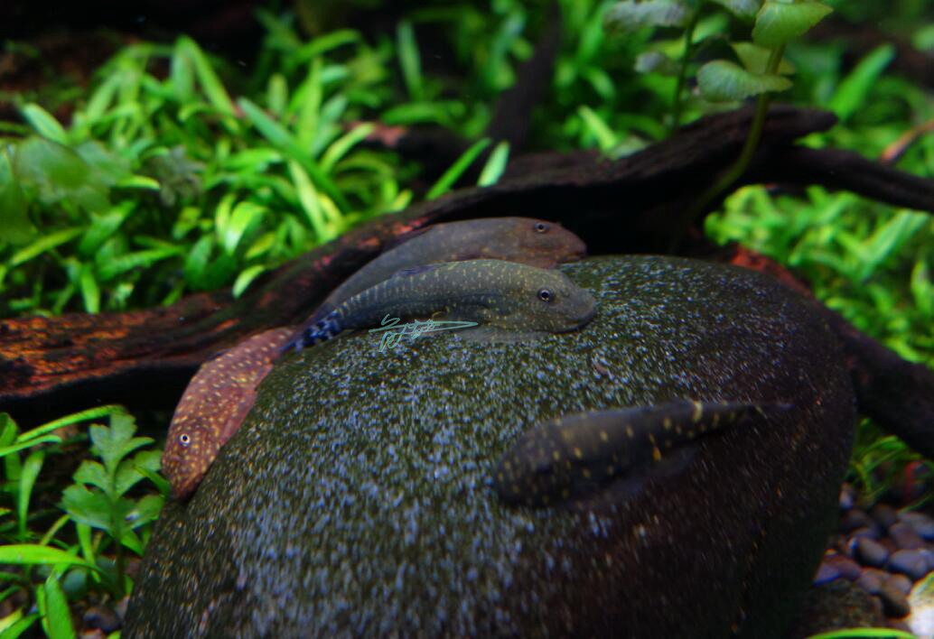 史氏平鳍鳅homalopteroidessmithi蜥蜴平鳍鳅