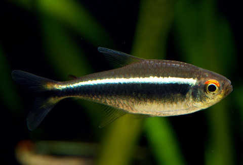 hyphessobrycon-herbertaxelrodi.jpg