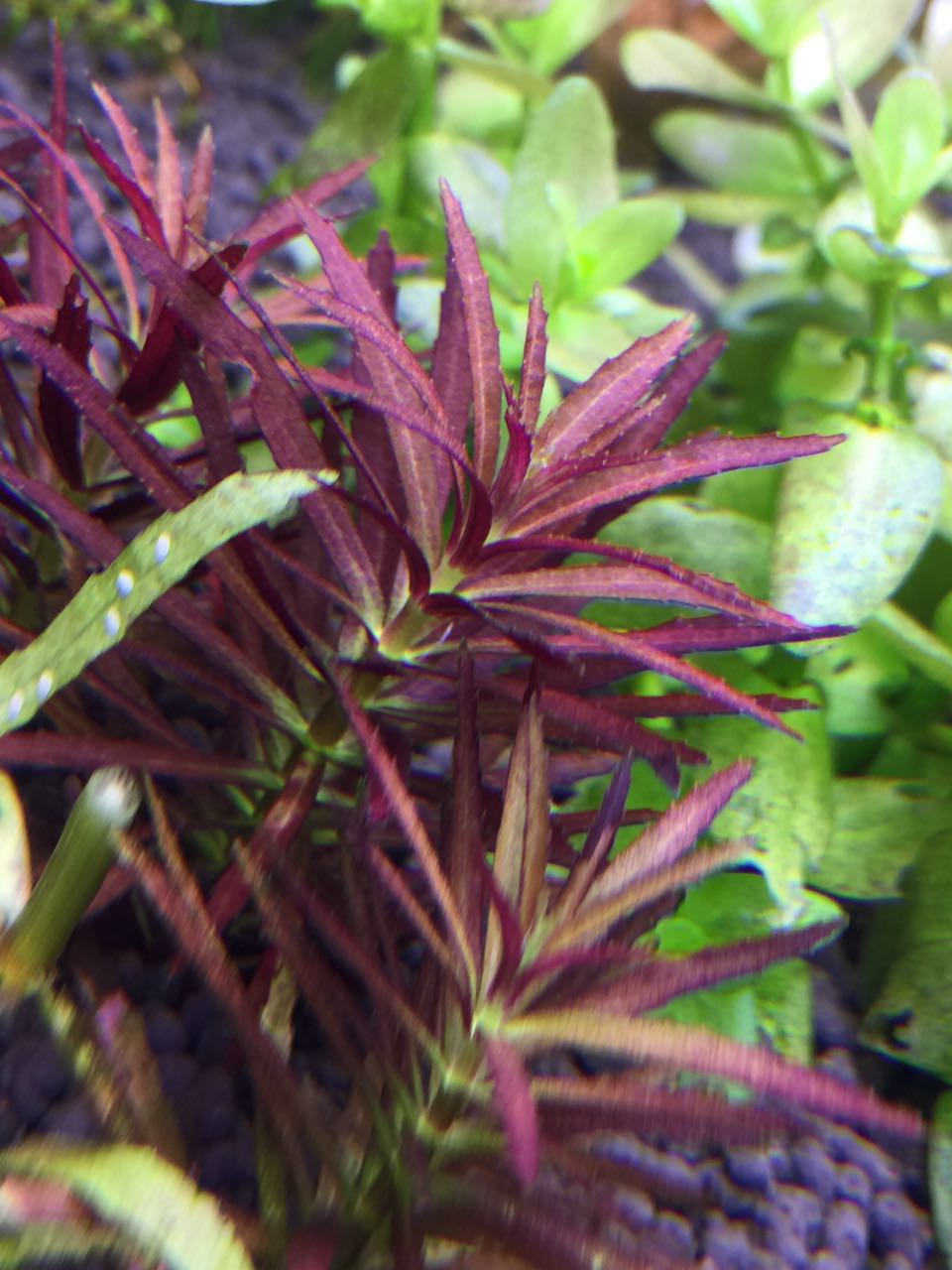 紫三角水草种植条件图片